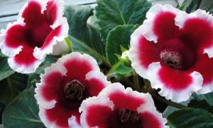 Hybrid Sinningia or Gloxinia: planting seeds, tubers and caring for indoor flowers after transplantation