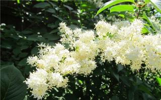 Lilac Amur: përshkrim, mbjellje dhe kujdes