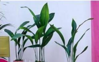 Unpretentious indoor plants photo and name