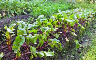 Beet diseases and pests: signs of the most harmful and common ones, measures to combat them