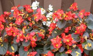 Home begonia Indoor flowers begonia care at home