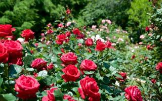 Flori și plante pentru locuri însorite din grădină: recomandări de alegere