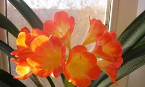 Energia roślin domowych - do domowego ogrodu kwiatowego potrzebne są specjalne rośliny Energia kwiatów w pomieszczeniach