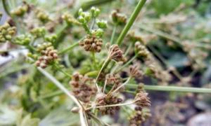 Сельдерей корневой — выращивание из семян
