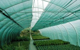 Trött på solen: skydda växter i växthuset