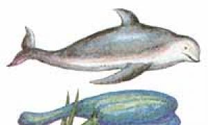 Основные правила выращивания дельфиниума многолетнего Желтеет дельфиниум