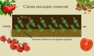 Высаживаем помидоры в открытый грунт – применяем самые эффективные советы на практике Посадка и выращивание томатов в открытом грунте